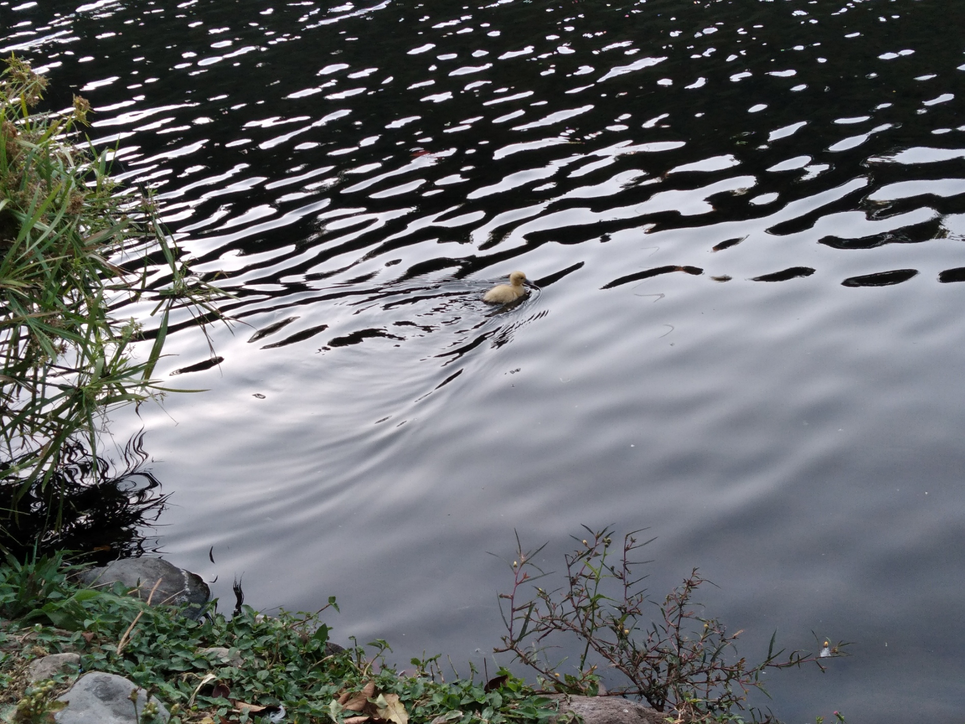 A walk through the park in the early morning