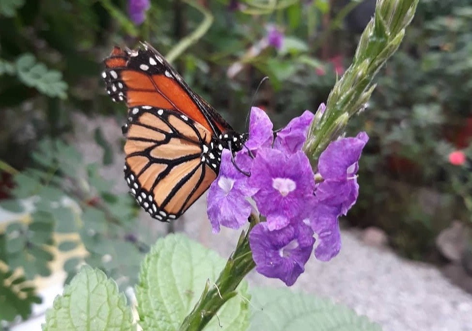 Boquete - Park by the River